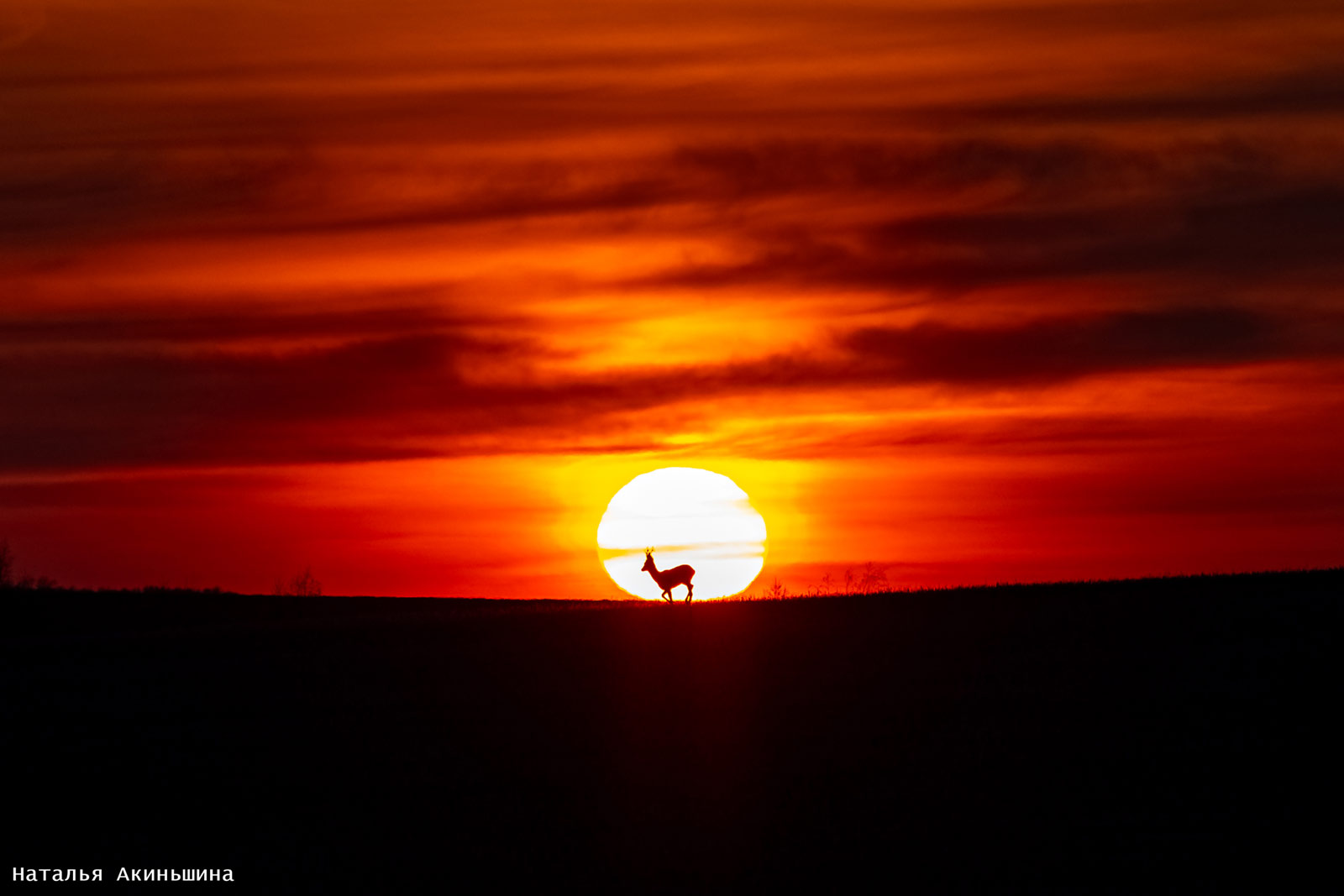 Nature Photo Camp 2021. Галерея победителей