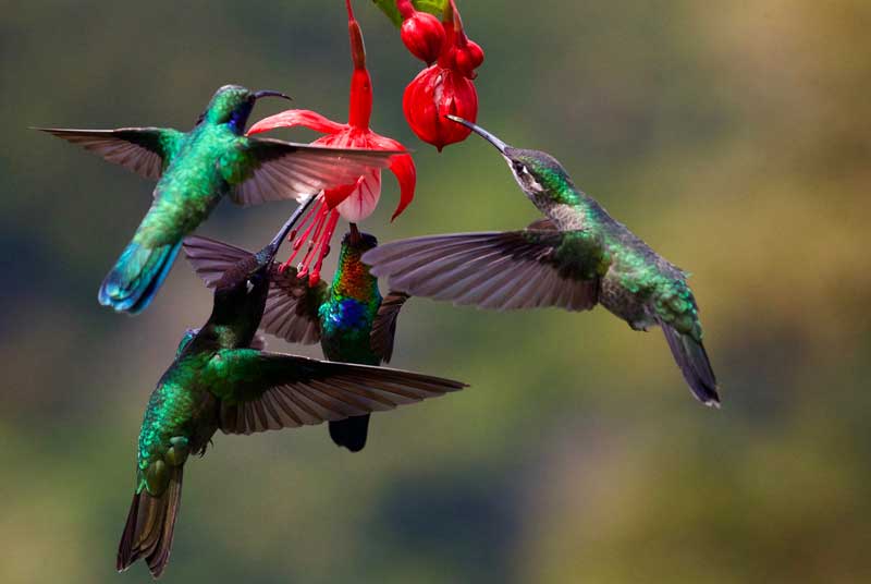 Дикая природа Коста-Рики - Wildlife of Costa Rica