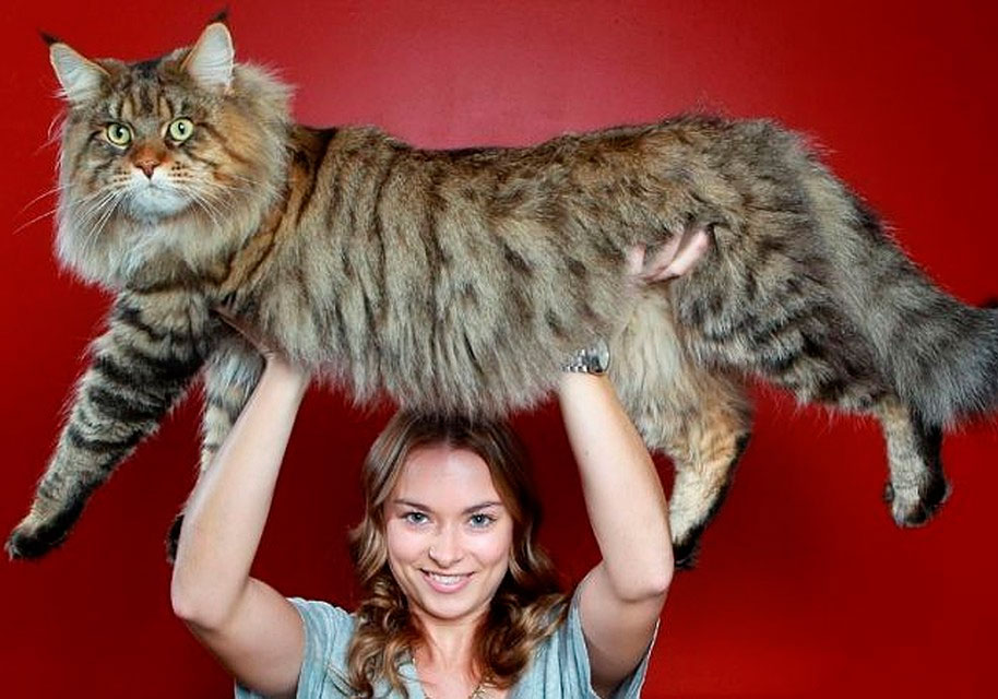 Самые большие породы кошек