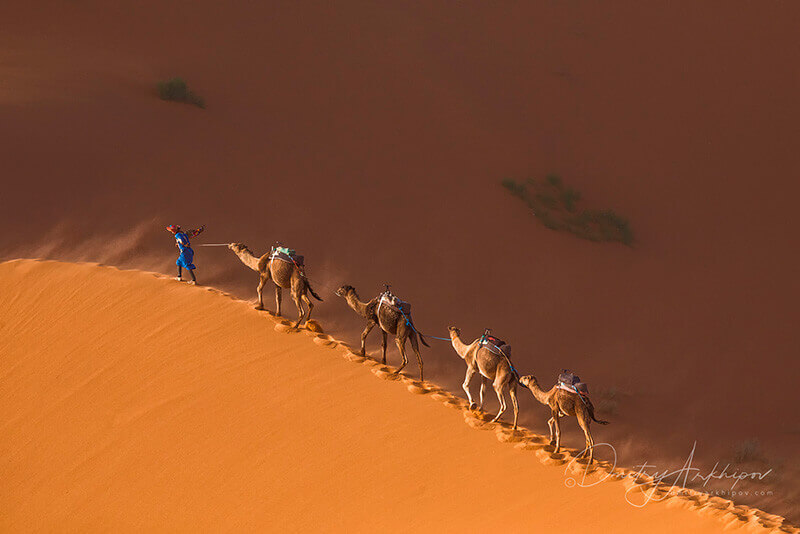 Caravan in the Sahara