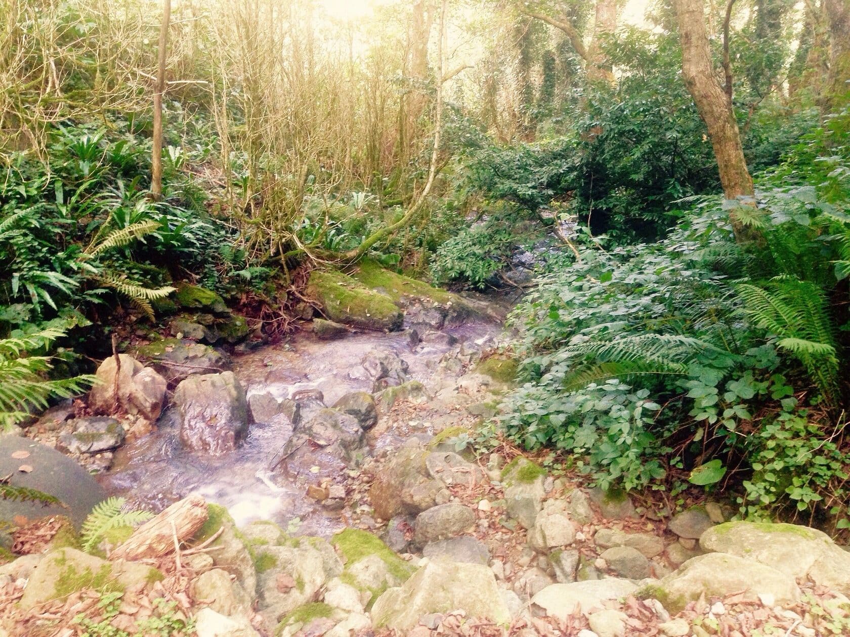 Kintrishi National Park-Reserve in Kobuleti