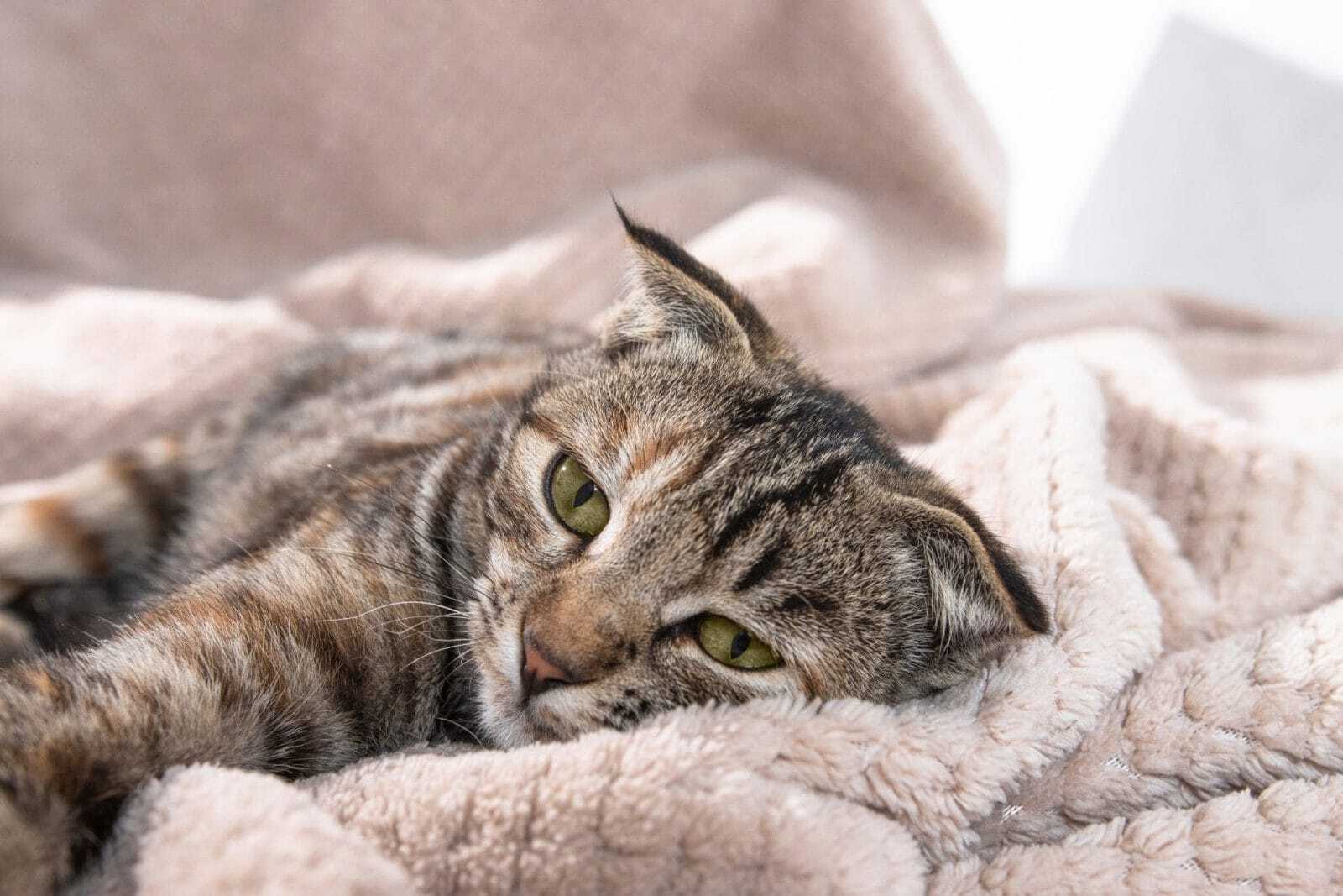 Кошка