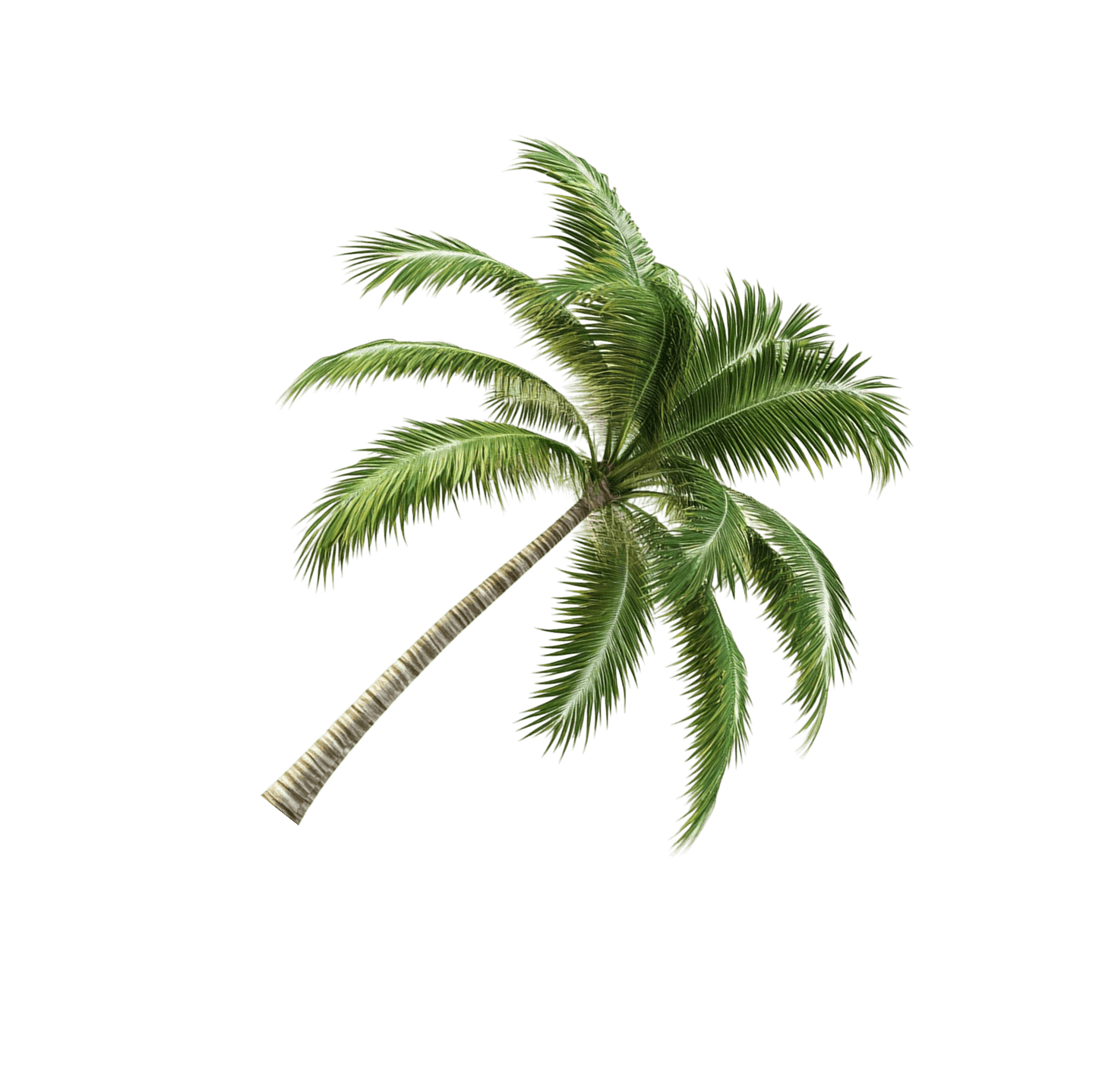 Palm