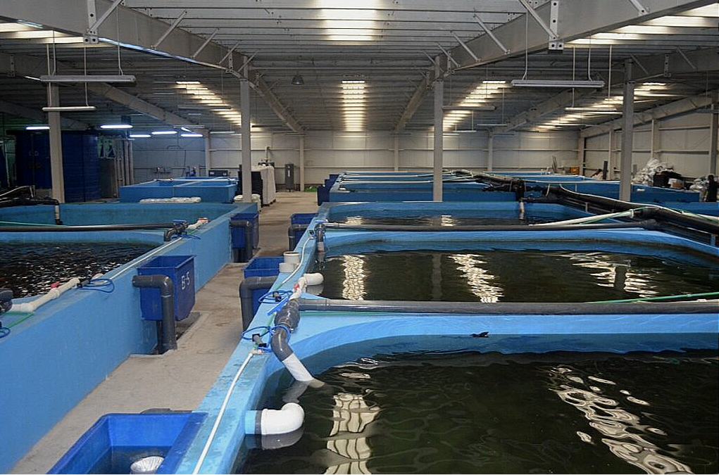 Строительство рыбных ферм под ключ цена - ПК «Веста» в Казахстане