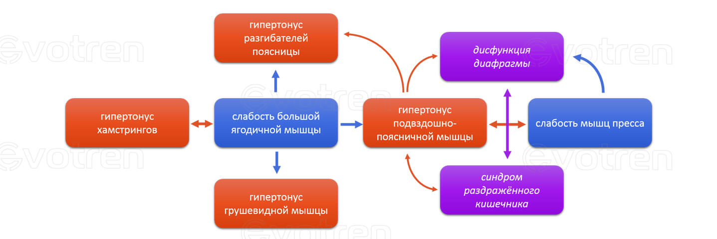 Мышечные дисбалансы при слабости большой ягодичной мышцы