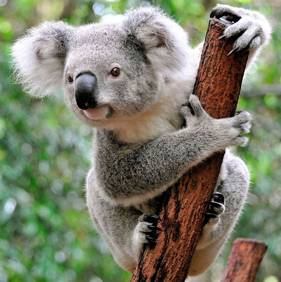 Коала