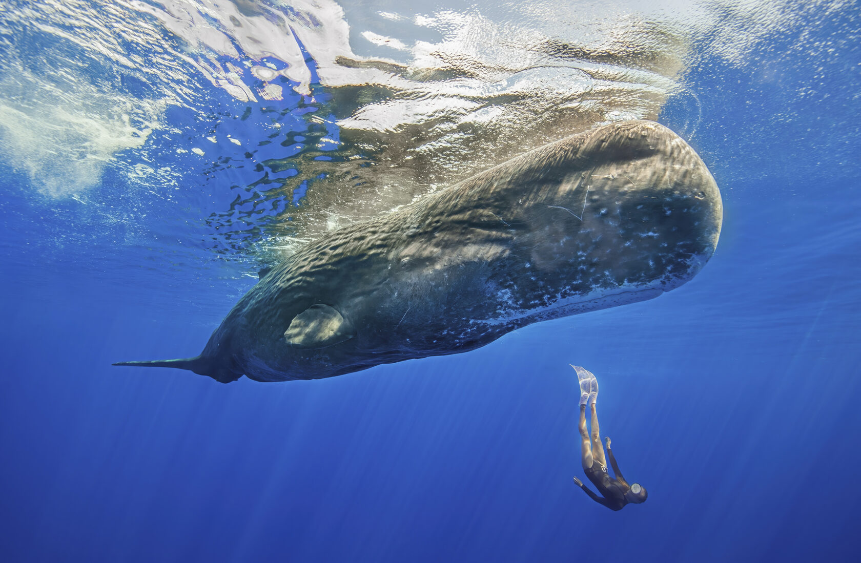 Whales World, Мир горбатых китов Королевства Тонга