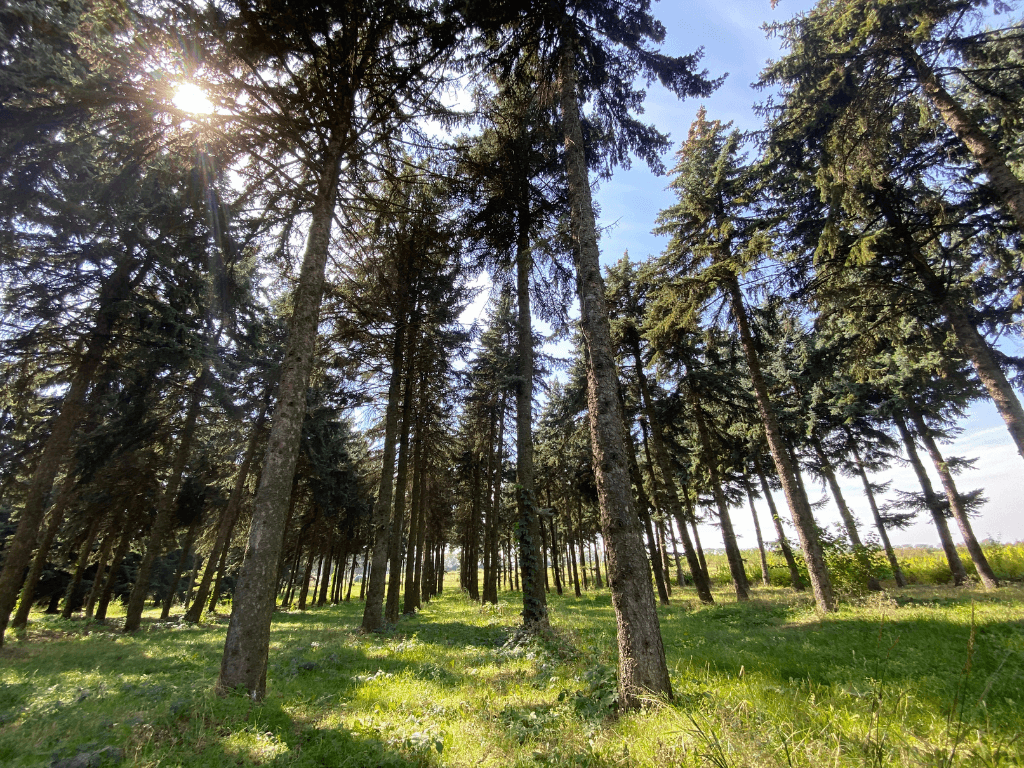 Питомник декоративных растений Codru Nord Floribel