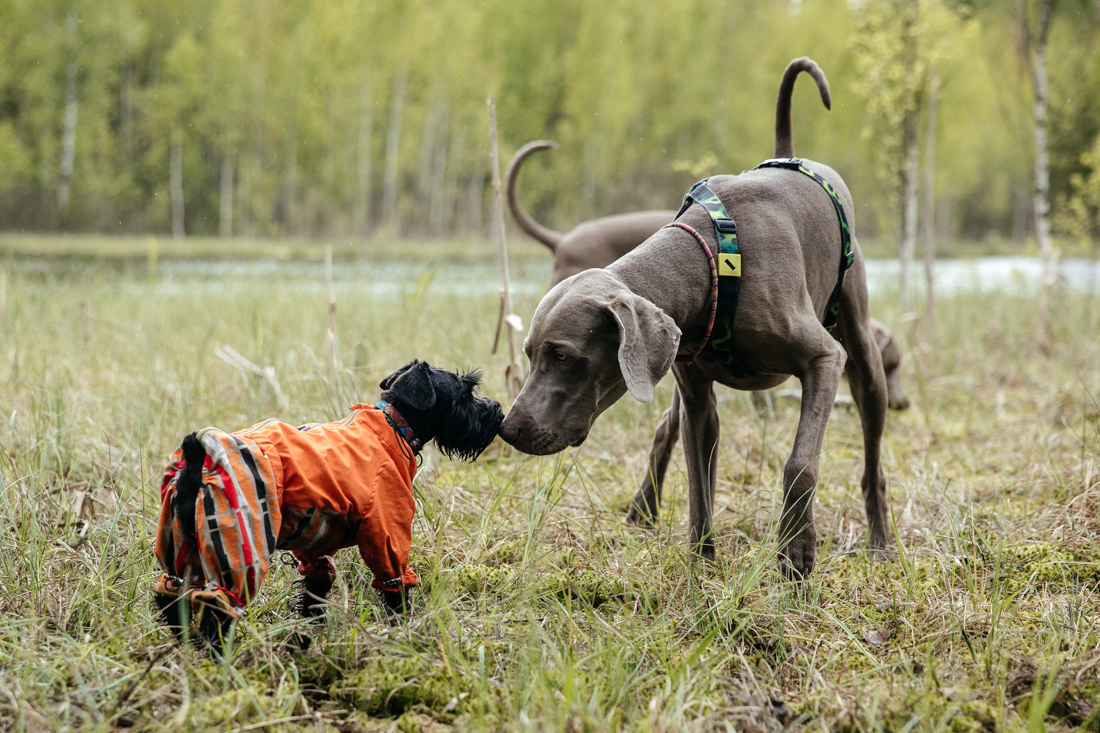 Многодневный комфорт поход с собакой от DogTrekking Community у моря