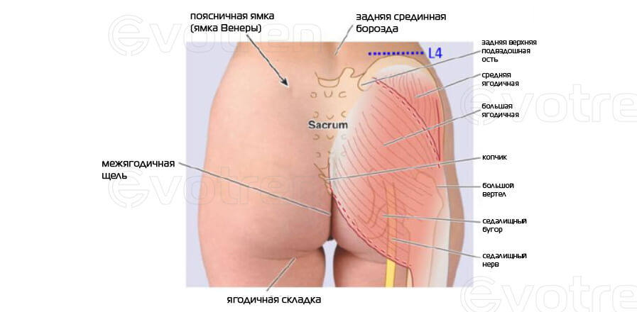 Поверхностная анатомия большой ягодичной мыщцы
