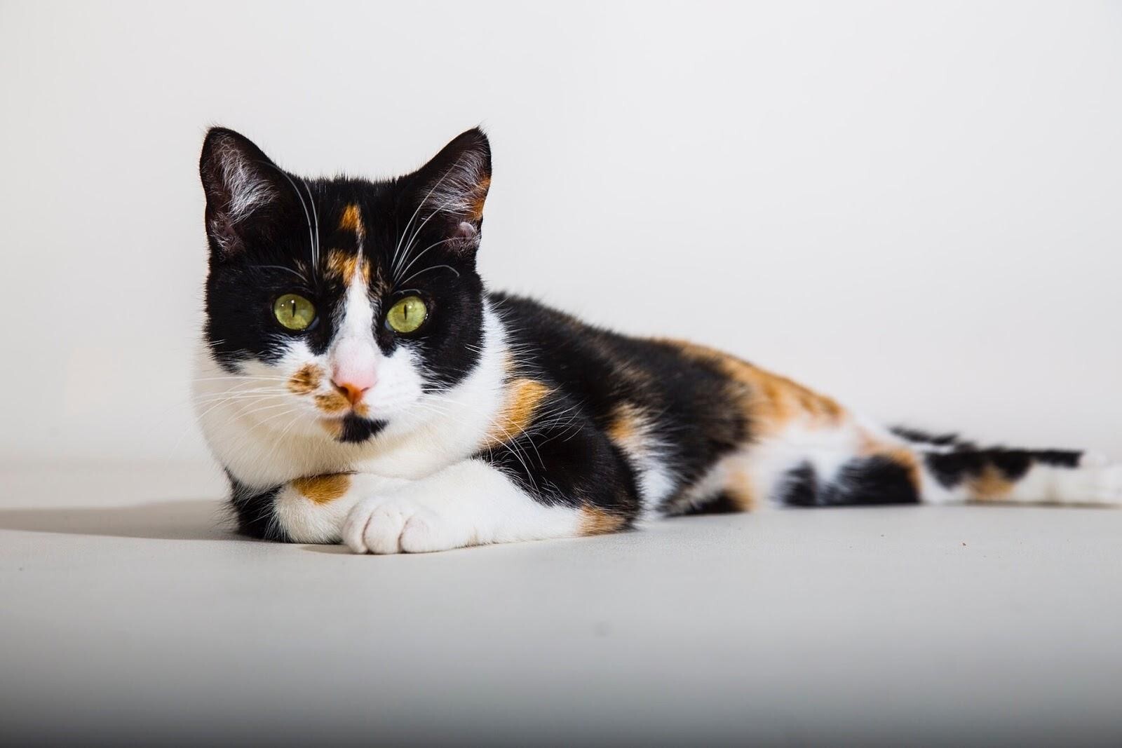 Кот