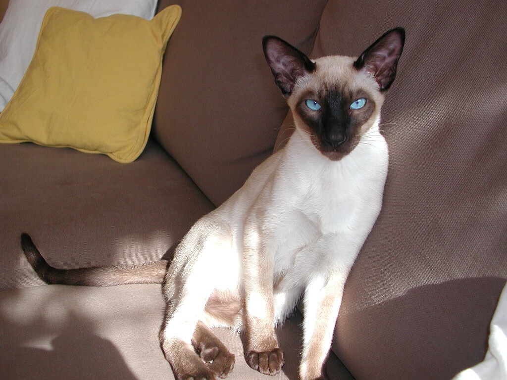 сиамские кошки