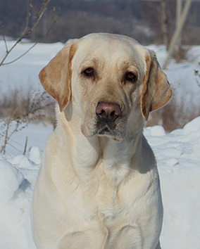 питомник лабрадоров в Украине, labrador retriever, kennel fci, yellow labrador, photo labrador, лабрадор, купить лабрадора, щенок лабрадора