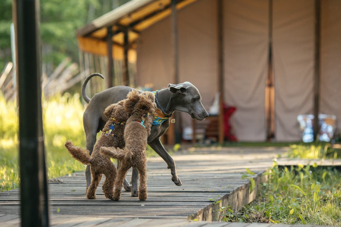 Многодневный комфорт поход с собакой от DogTrekking Community у моря