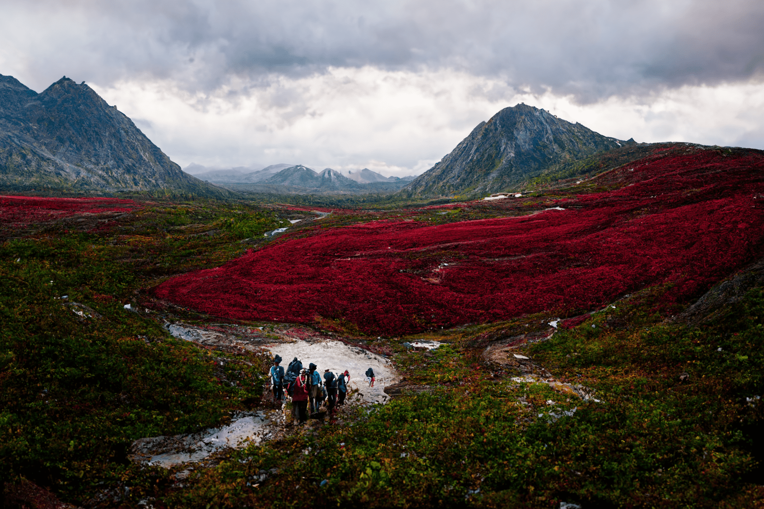 a group of Magadan hikers gathers red bilberry on Kolyma hills, ultrawide
