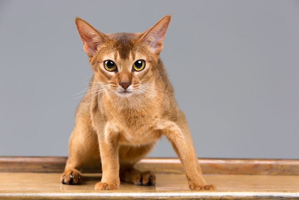 Плюсы нелиняющих кошек